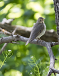Swainsons Thrush 1248